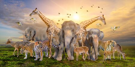 Large group of african safari animals. Wildlife conservation conceptの写真素材