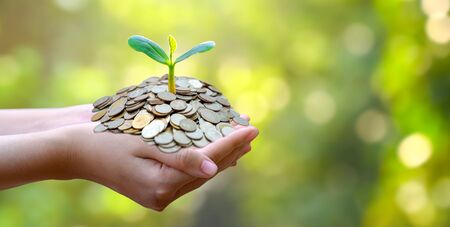 hand Coin tree The tree grows on the pile. Saving money for the future. Investment Ideas and Business Growth. Green background with bokeh sunの写真素材