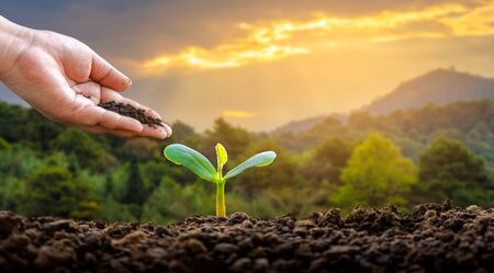 environment Earth Day In the hands of trees growing seedlings. Bokeh green Background Female hand holding tree on nature field grass Forest conservation conceptの写真素材
