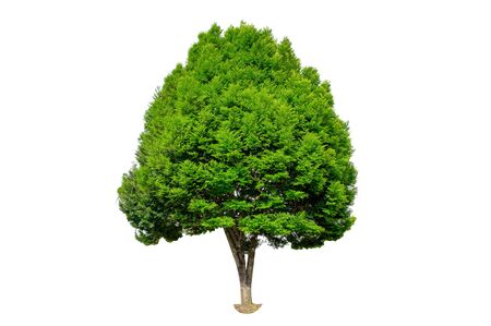 Isolated  trees on white backgroundの写真素材