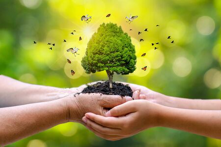 In the hands of trees growing seedlings. Bokeh green Background Female hand holding tree on nature field grass Forest conservation conceptの写真素材