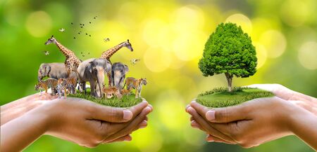 Concept Nature reserve conserve Wildlife reserve tiger Deer Global warming Food Loaf Ecology Human hands protecting the wild and wild animals tigers deer, trees in the hands green background Sun lightの写真素材