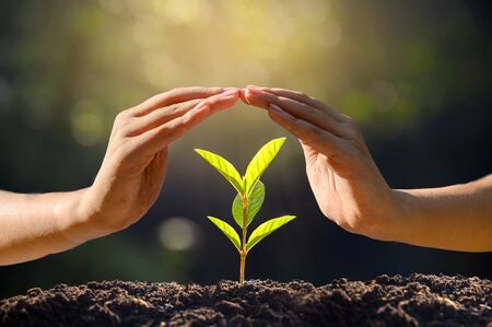 environment Earth Day In the hands of trees growing seedlings. Bokeh green Background Female hand holding tree on nature field grass Forest conservation conceptの写真素材