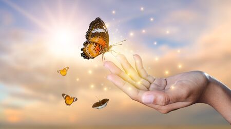 a butterfly leans on a hand among the golden light flower fields in the eveningの写真素材