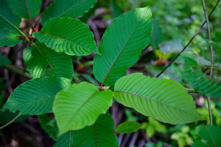 Kratom (Mitragyna speciosa) green Is a type of drugの写真素材