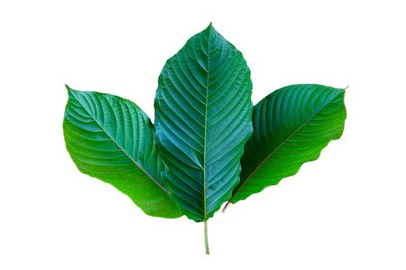 Kratom (Mitragyna speciosa) green Is a type of drugの写真素材