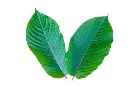 Kratom (Mitragyna speciosa) green Is a type of drugの写真素材