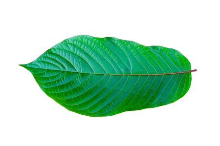 Kratom (Mitragyna speciosa) green Is a type of drugの写真素材