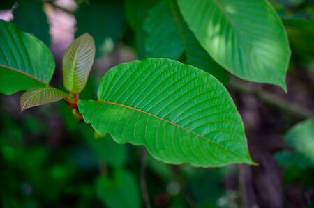 Kratom (Mitragyna speciosa) green Is a type of drugの写真素材