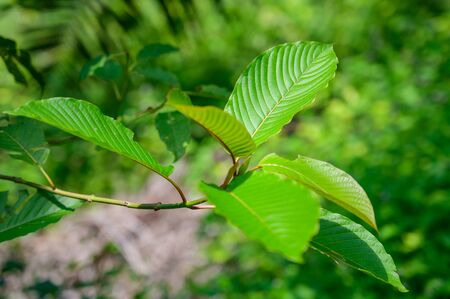 Kratom (Mitragyna speciosa) green Is a type of drugの写真素材
