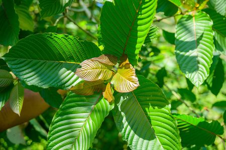 Kratom (Mitragyna speciosa) green Is a type of drugの写真素材
