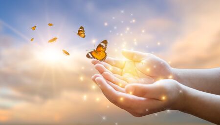 The girl frees the butterfly from the jar, golden blue moment Concept of freedomの写真素材