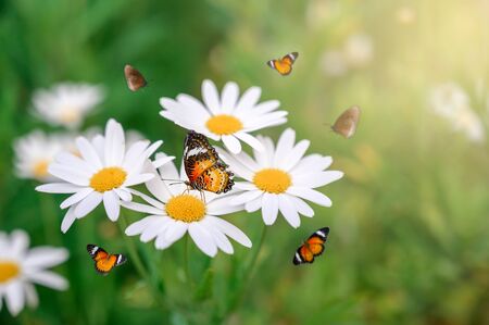 The yellow orange butterfly is on the white pink flowers in the green grass fieldsの写真素材