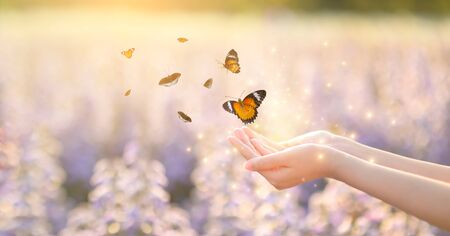 The girl frees the butterfly from the jar, golden blue moment Concept of freedomの写真素材