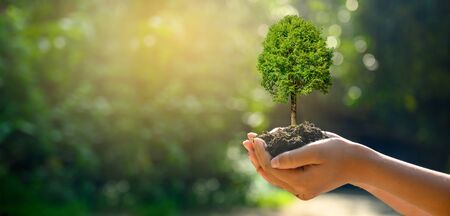 In the hands of trees growing seedlings. Bokeh green Background Female hand holding tree on nature field grass Forest conservation conceptの写真素材