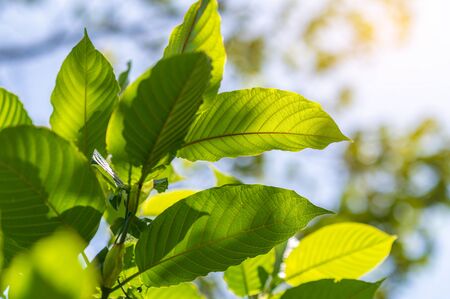 Kratom (Mitragyna speciosa) green Is a type of drugの写真素材