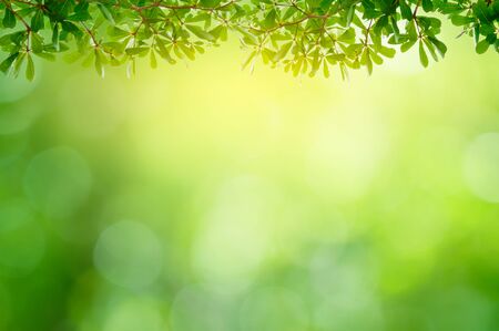 Leaf background bokeh blur green backgroundの写真素材