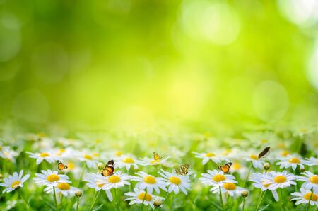 flower Leaf background bokeh blur green backgroundの写真素材