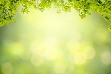 Leaf background bokeh blur green background