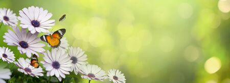 flower Leaf background bokeh blur green backgroundの写真素材