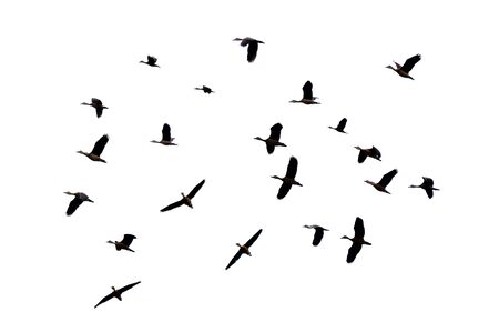 A group of birds flying on a white background Isolateの写真素材