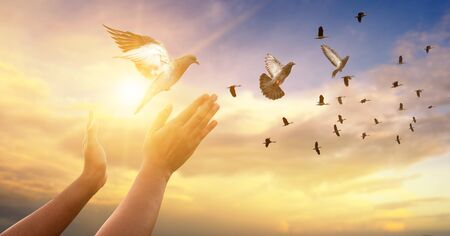 The woman hands free the pigeon into the sky.の写真素材