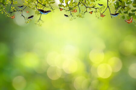 Leaf background bokeh blur green backgroundの写真素材