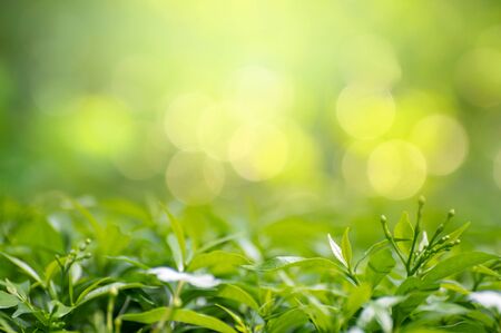 Leaf background bokeh blur green backgroundの写真素材