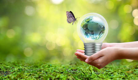 The bulb is located on the inside with leaves forest and the trees are in the light. Concepts of...