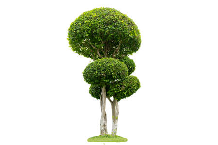 Tree Shrub Garden Decoration White Backgroundの写真素材