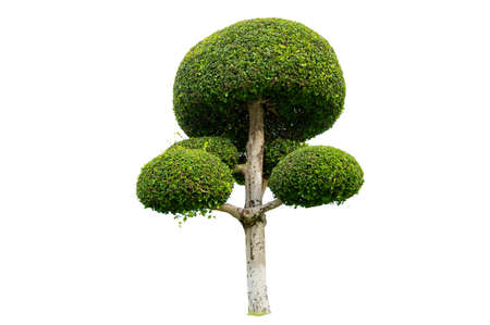 Tree Shrub Garden Decoration White Backgroundの写真素材