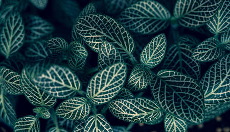 Fittonia albivenis Background White stripes leaf background blue backgroundの写真素材