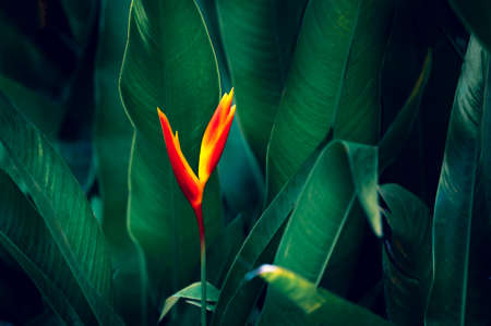 tropical leaves colorful flower on dark tropical foliage nature background dark green foliage natureの写真素材