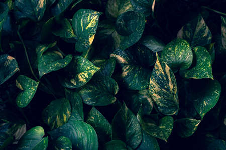 tropical leaves colorful flower on dark tropical foliage nature background dark green foliage natureの写真素材