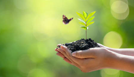 environment Earth Day In the hands of trees growing seedlings. Bokeh green Background Female hand holding tree on nature field grass Forest conservation conceptの写真素材