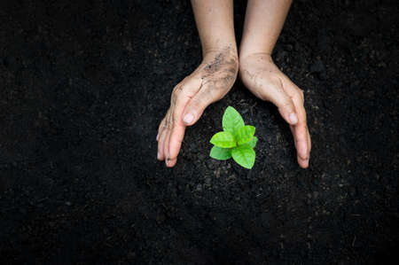 hand Watering plants tree mountain green Background Female hand holding tree on nature field grass Forest conservation conceptの写真素材
