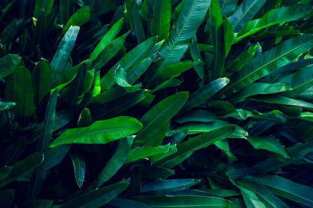 tropical leaves colorful flower on dark tropical foliage nature background dark green foliage natureの写真素材