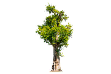 Tree Shrub Garden Decoration White Backgroundの写真素材