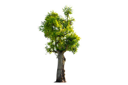 Tree Shrub Garden Decoration White Backgroundの写真素材