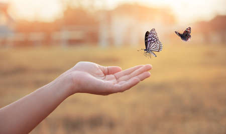 The girl frees the butterfly from the jar, golden blue moment Concept of freedomの写真素材