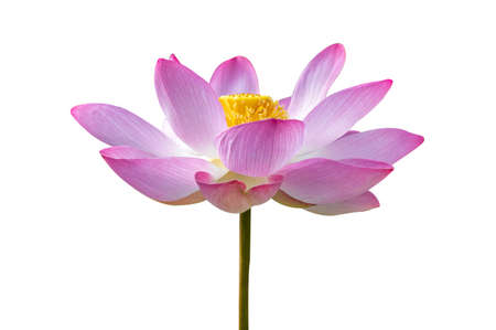 lotus Pink Isolate White flowers bloomの写真素材