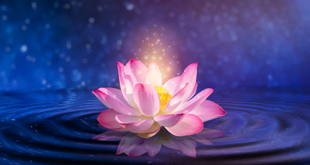 lotus Pink light purple floating light sparkle purple backgroundの写真素材
