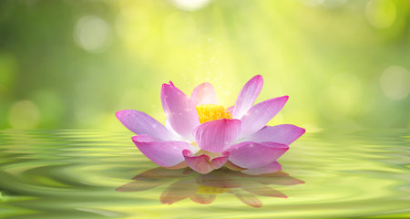 lotus white light purple floating light sparkle backgroundの写真素材