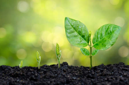 tree sapling hand planting sprout in soil with sunset close up male hand planting young tree over green backgroundの写真素材