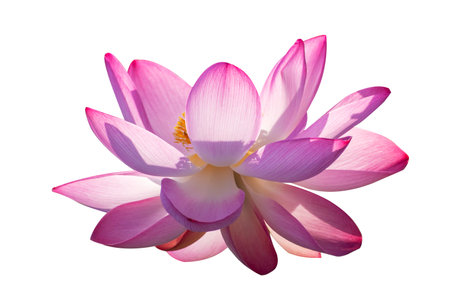 lotus Pink Isolate White flowers bloomの写真素材