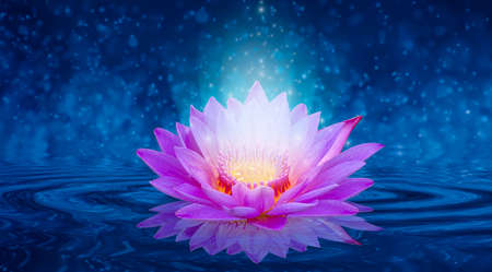 lotus Pink light purple floating light sparkle purple backgroundの写真素材