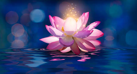 lotus Pink light purple floating light sparkle purple backgroundの写真素材