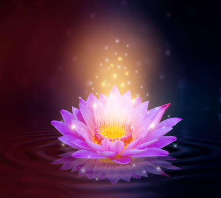 lotus Pink light purple floating light sparkle purple backgroundの写真素材