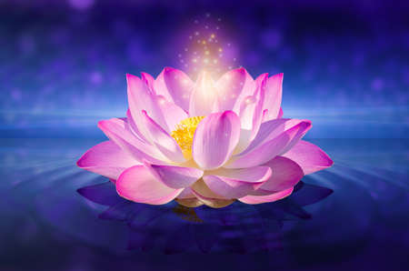 lotus Pink light purple floating light sparkle purple backgroundの写真素材