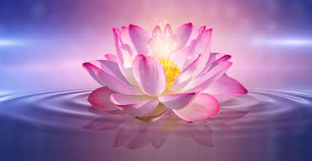 lotus Pink light purple floating light sparkle purple backgroundの写真素材